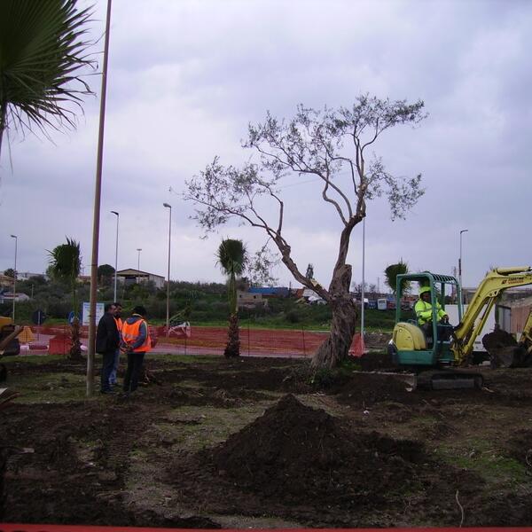 2013.01.08 trapianto albero d'ulivo nella rotonda di Corriolo